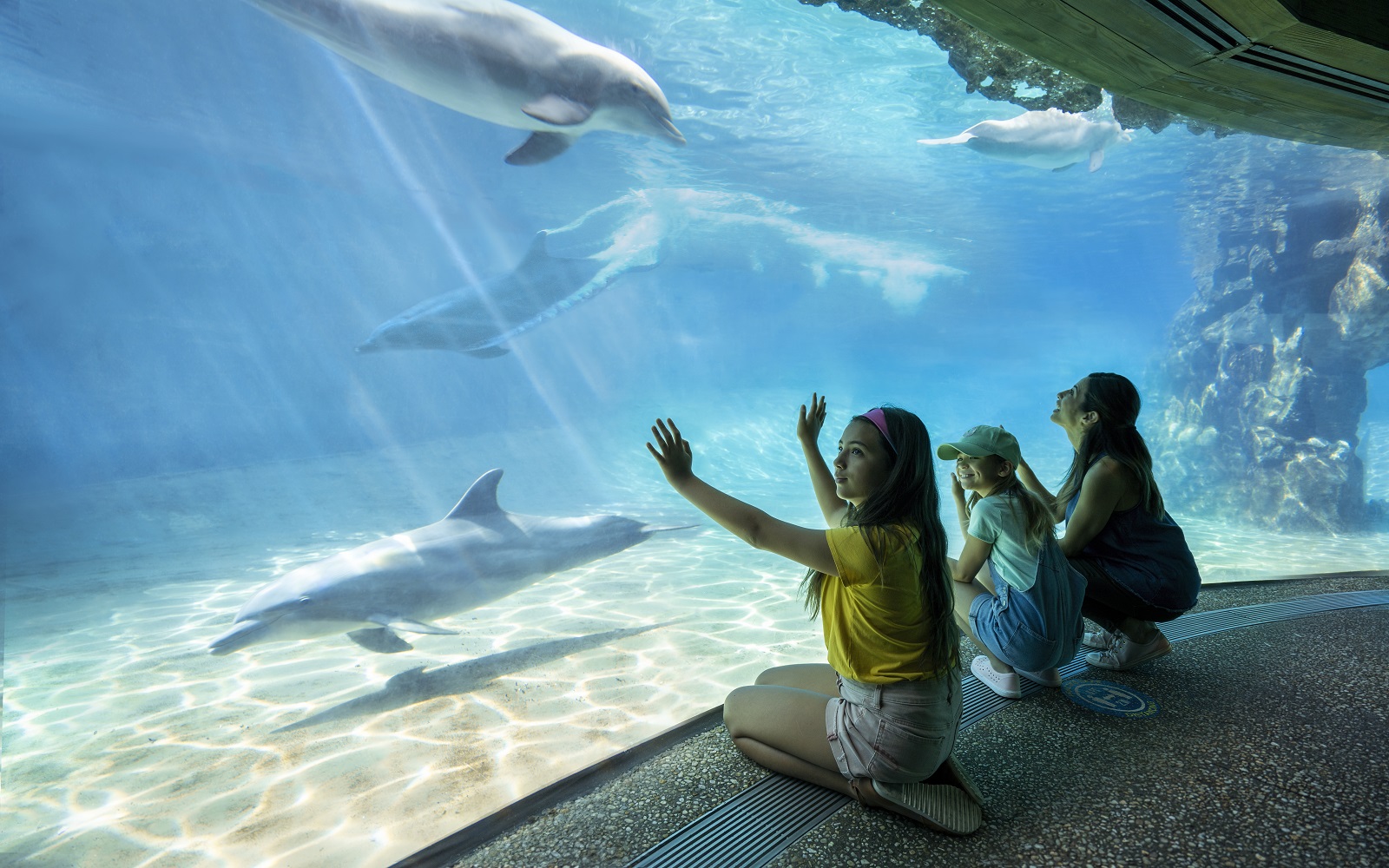 4 Parques 14 dias Ilimitados com estacionamento Grátis - SeaWorld, Aquatica, Busch Gardens, Adventure Island 4 Parques 14 dias Ilimitados com estacionamento Grátis - SeaWorld, Aquatica, Busch Gardens, Adventure Island